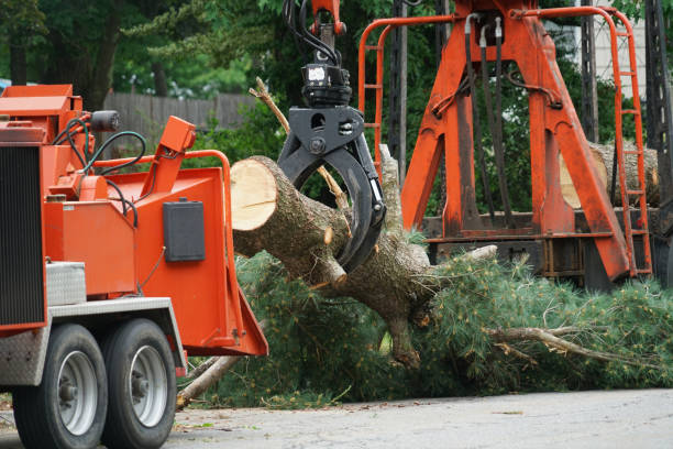 Best Leaf Removal  in Pea Ridge, FL