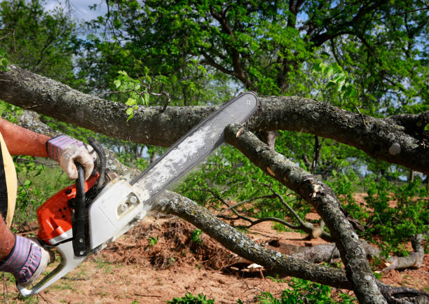 Best Emergency Tree Removal  in Pea Ridge, FL