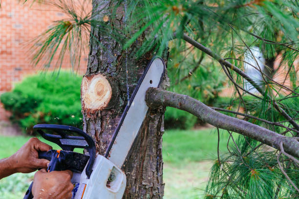 Best Storm Damage Tree Cleanup  in Pea Ridge, FL